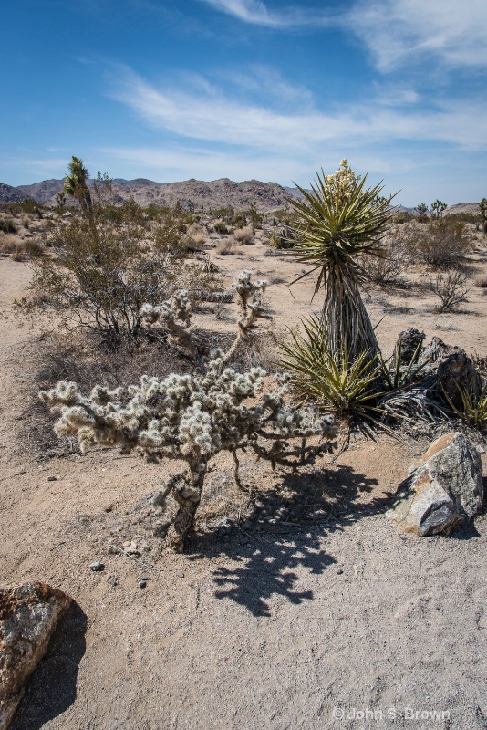 joshua tree-2324