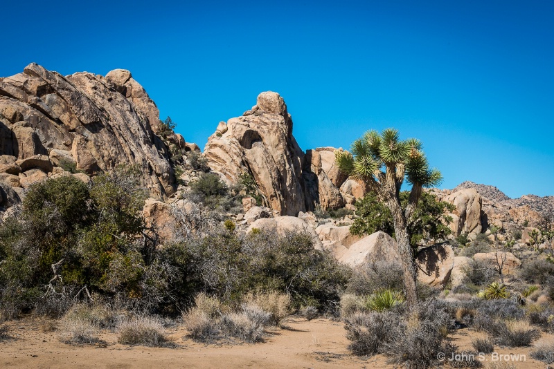 joshua tree-2702