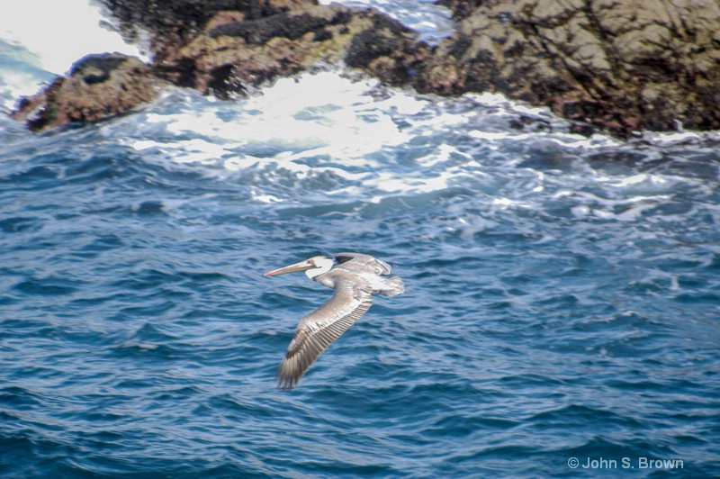 point lobos113