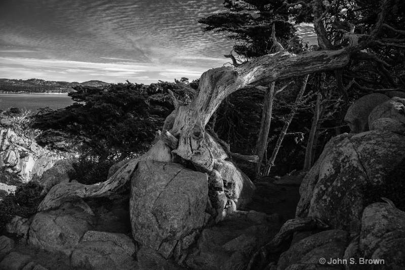 point lobos--2