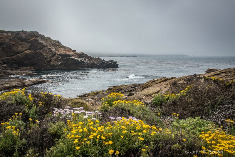 point lobos-9273