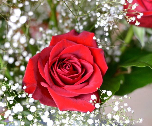 Velvet-Red Valentine's Rose