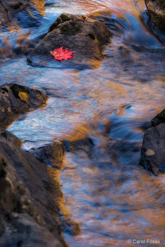 One Red Leaf