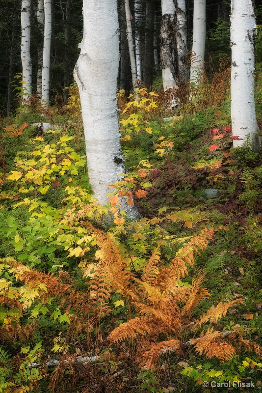 Birches and Ferns