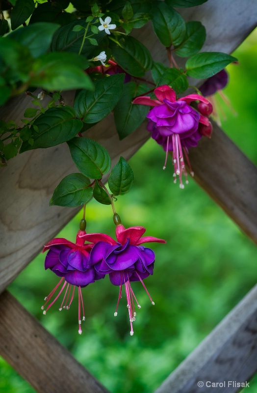 Fuchsia