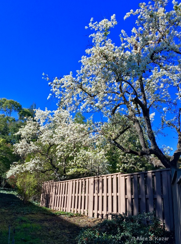White flowering cherries