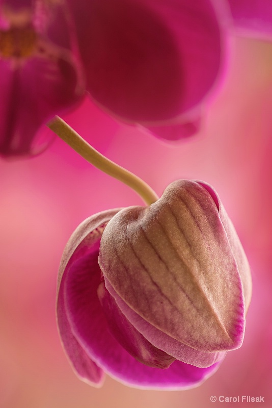 Orchid Unfolding