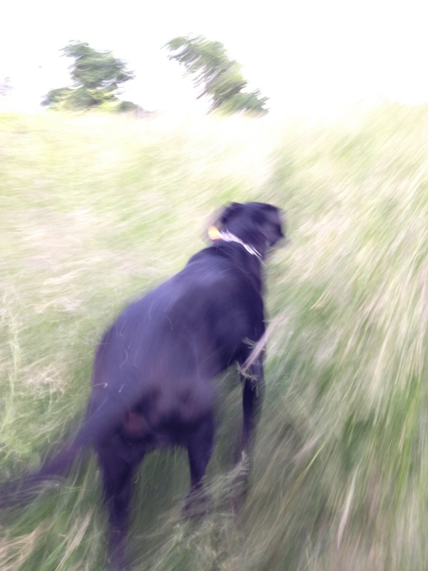 Buckeye-dog at the park 