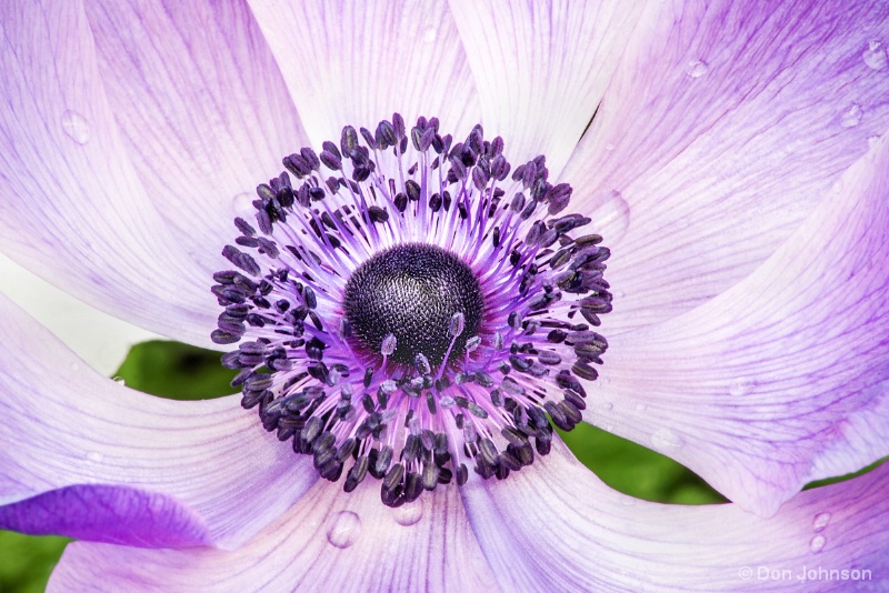 Purple Poppy-Flowered Anemone 2-5-16 091