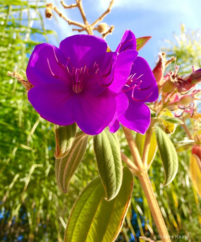 Blazing Purple Flowers in Bright Sun