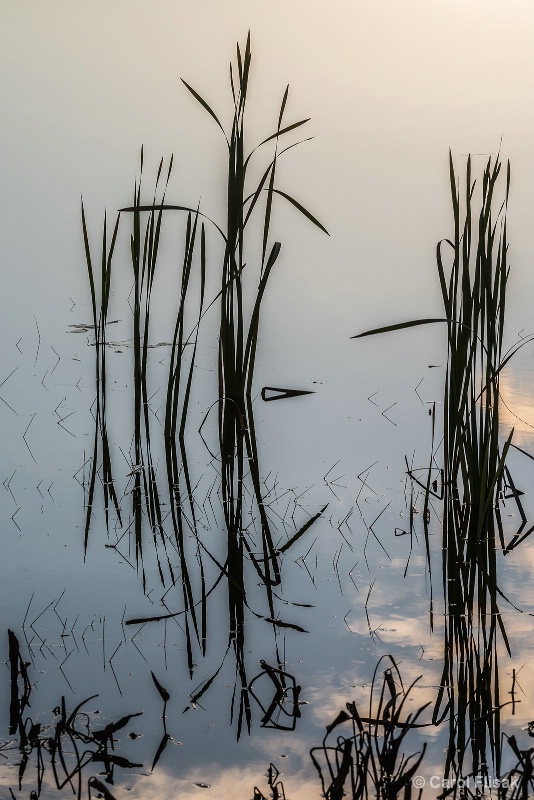 Silhouetted Grasses