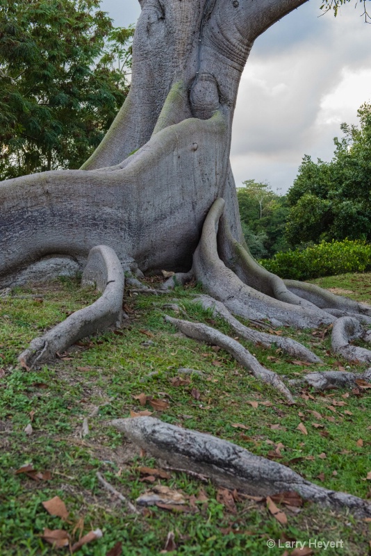 Beautiful Old Tree in Puerto Rico