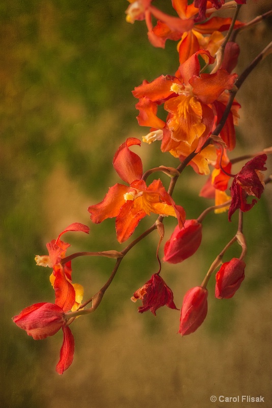 Fancy Orchids