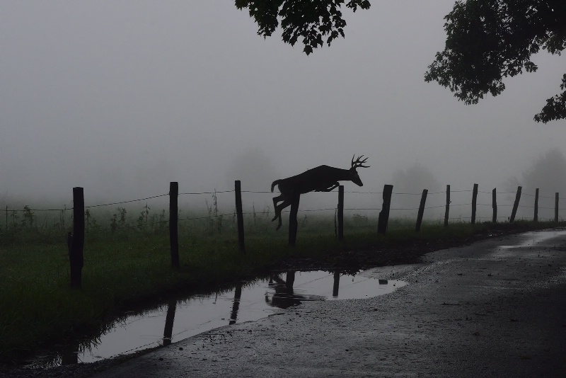 Buck Jump silhouette