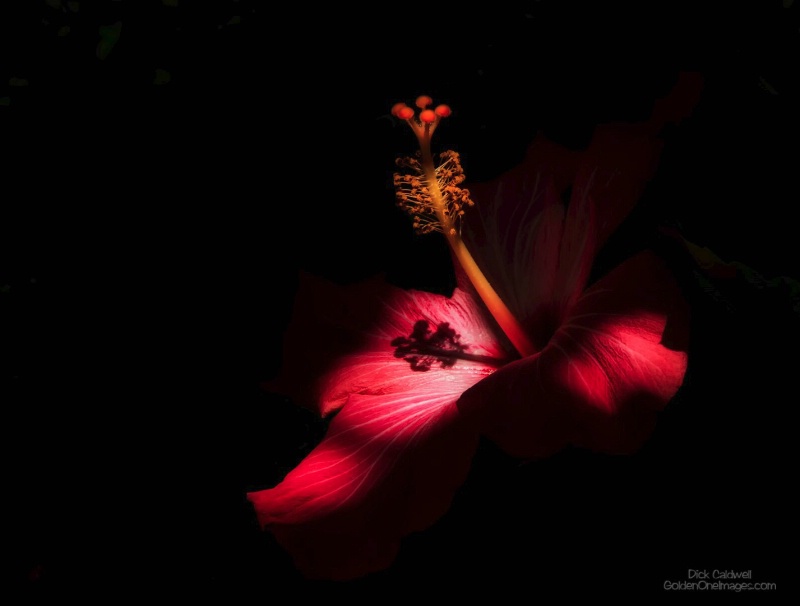 Hibiscus - Winning photo by Dick Caldwell