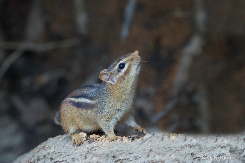 Chipmunk with his Nose in the Air