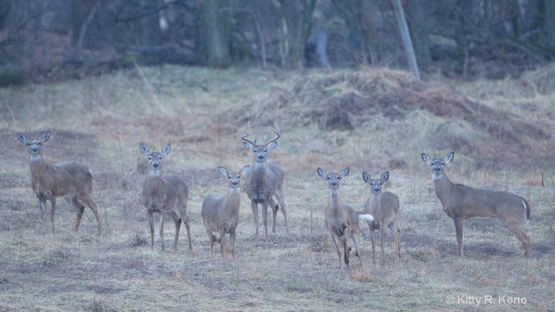 Welcome Committee 