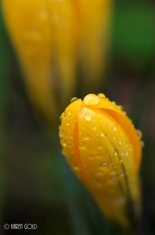 Yellow Crocus with Raindrops