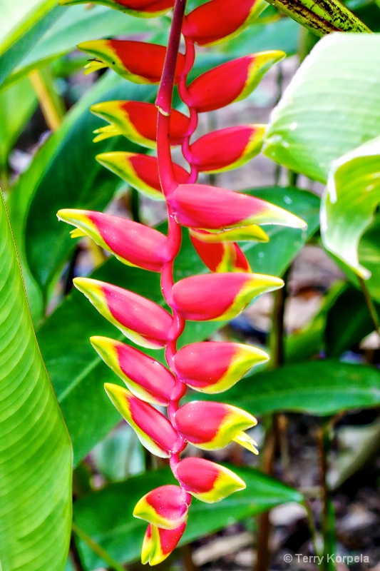 Tortola Botanical Garden