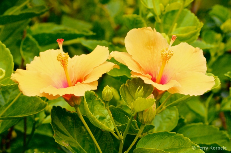 Flowers from St. Thomas.