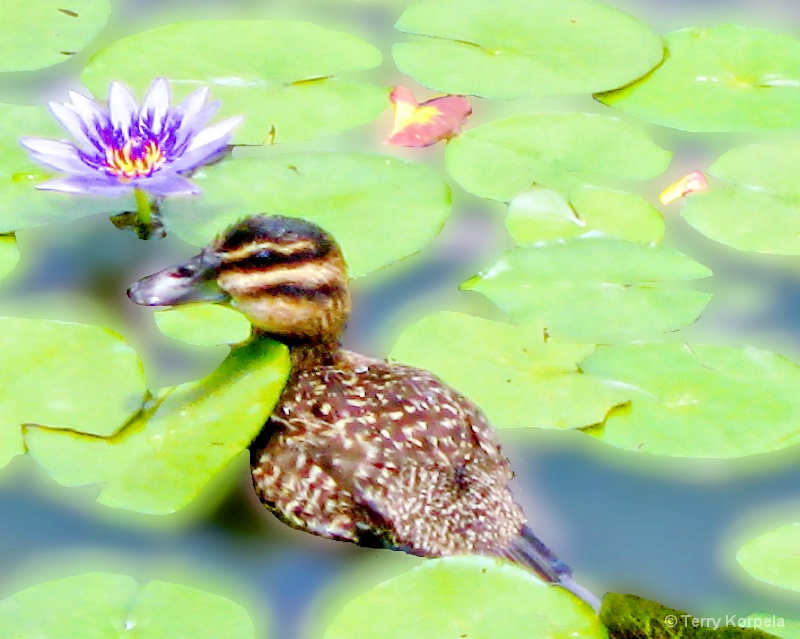 Young Duck in a Lilly Pond