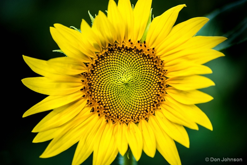 Beauty of a Sunflower 7-10-15 087
