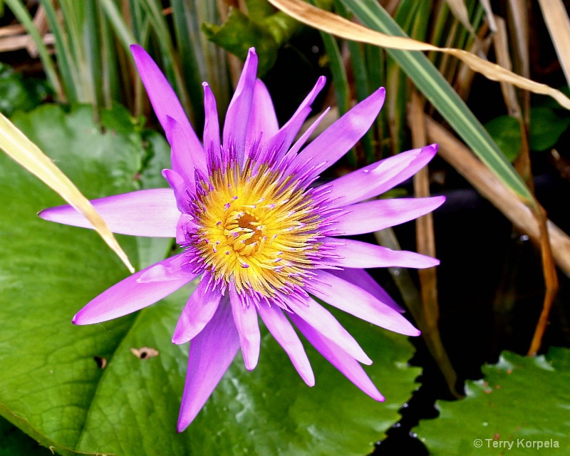 Flower from a Botanical Garden in Nevis.