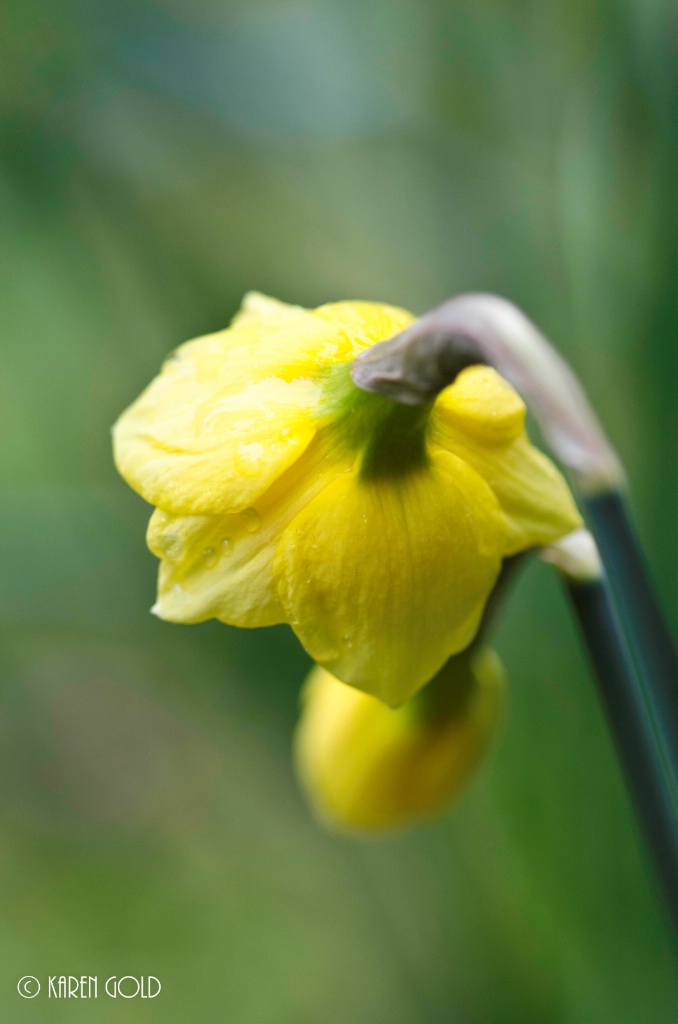 Rainy Day Daffodil