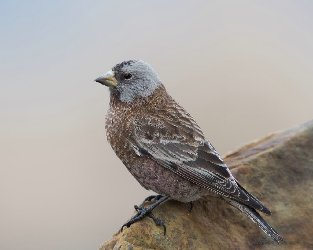Gray-crowned Rosy-Finch - March 19th, 2015