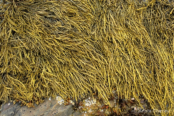 Rockweed—Acadia National Park