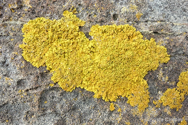 Lichen—Schoodic Peninsula, Maine