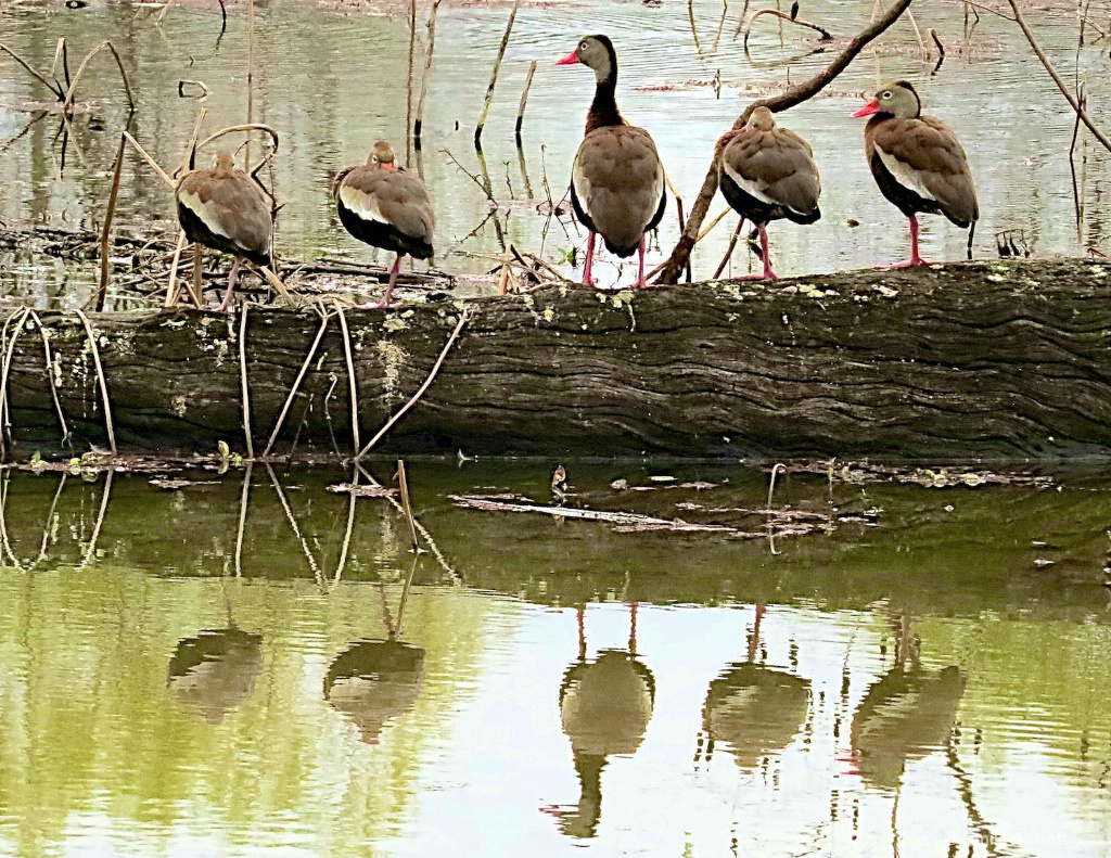 Black Bellied Ducks