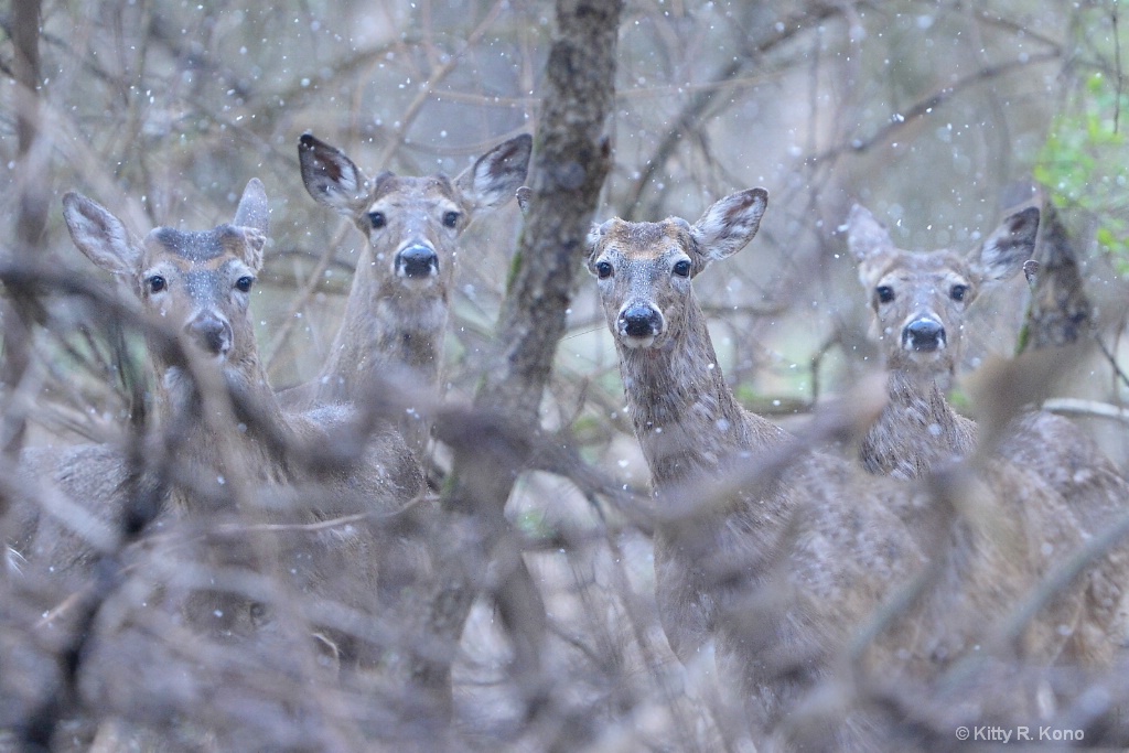 Four Noses in the Snow Today 