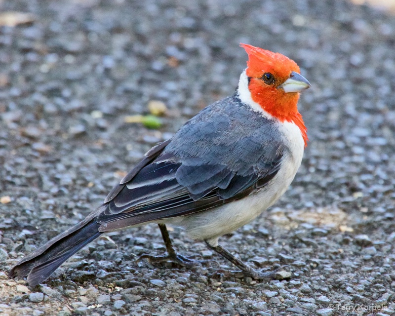 Red Crested Cardinal