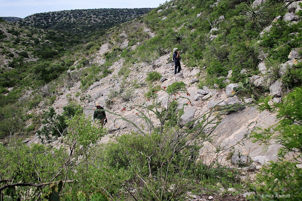 Canyon Terrain