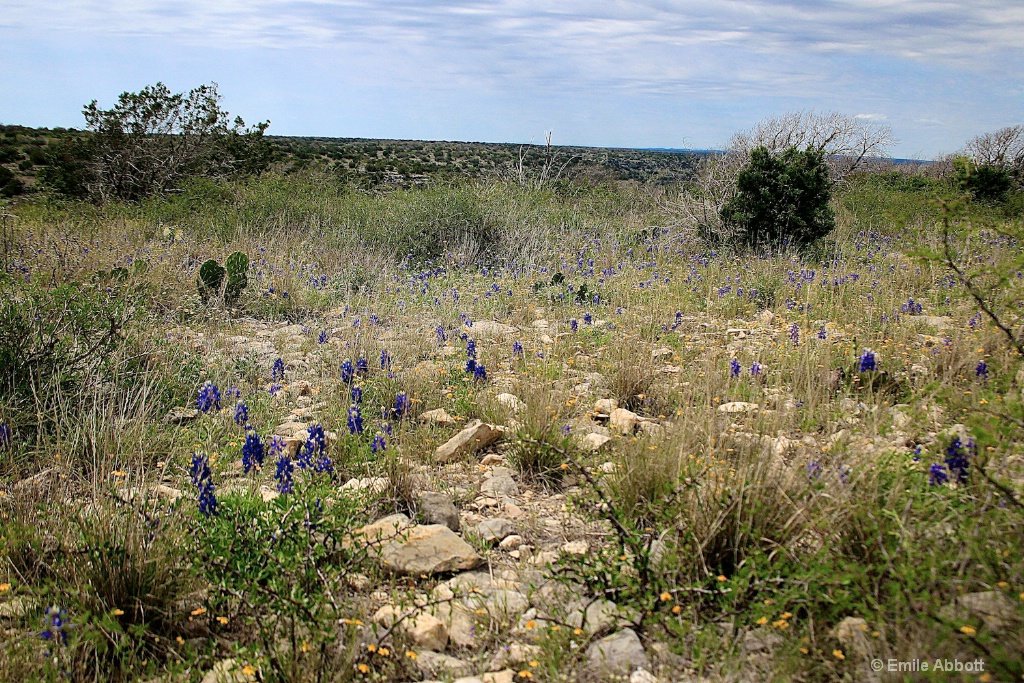 Rocks and Bluebonnets