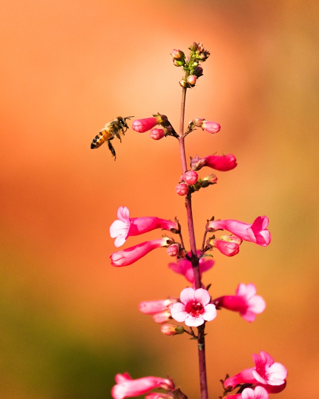 A bee in the garden