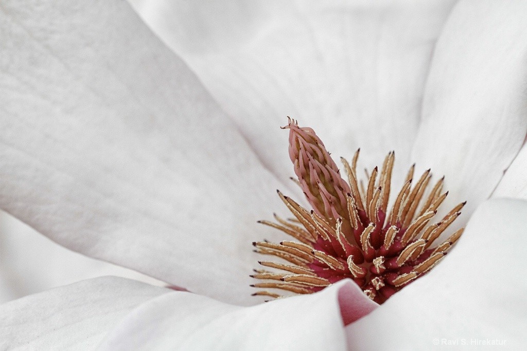 Magnolia Flower