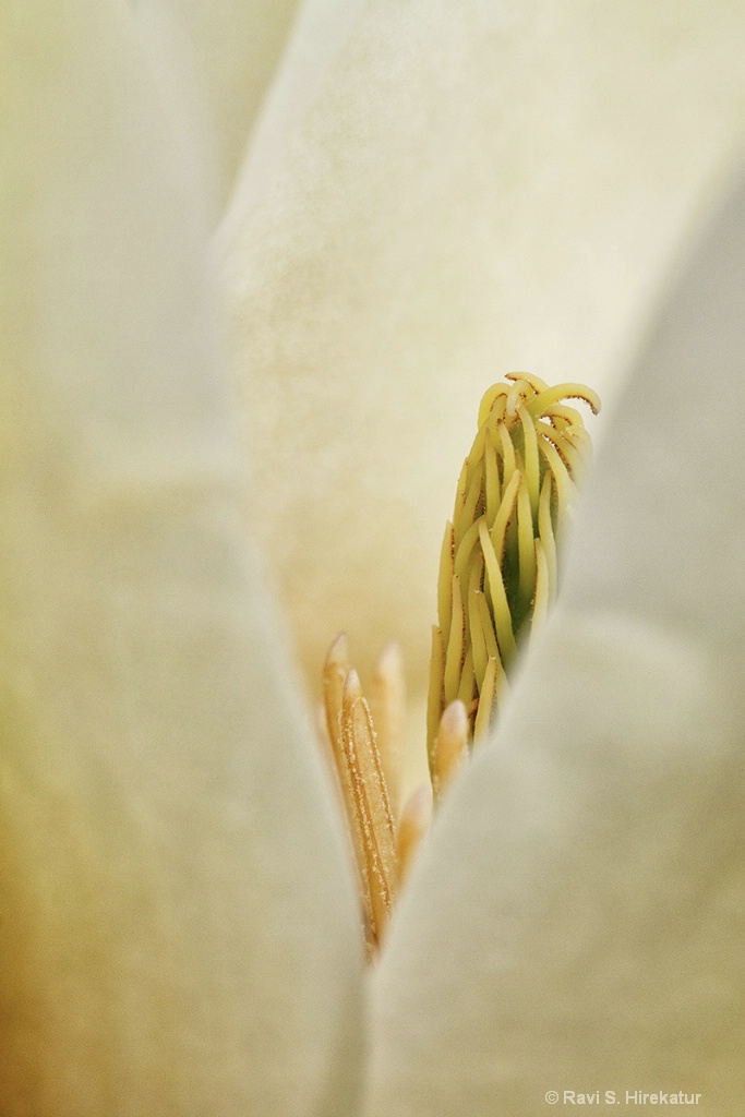 Yellow Magnolia Flower