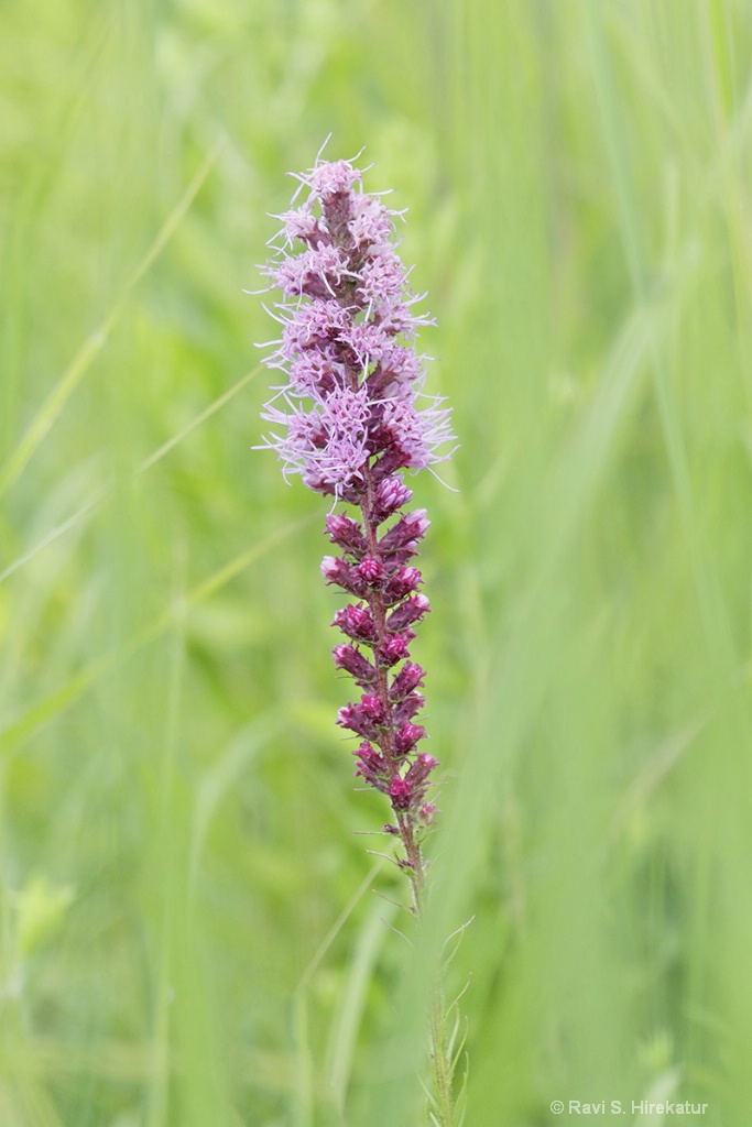 Blazing Star