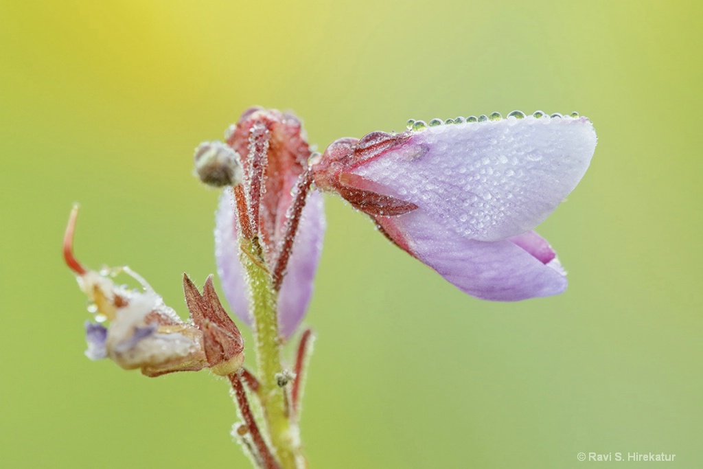 Showy Tick Trefoil flower