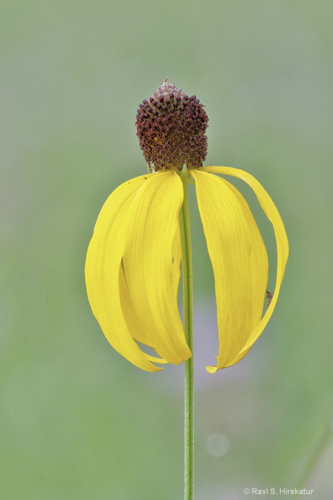 Yellow Cone Flower