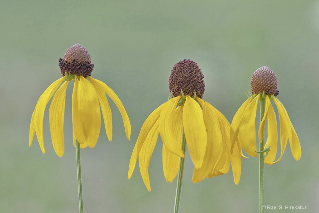 Yellow Cone Flowers