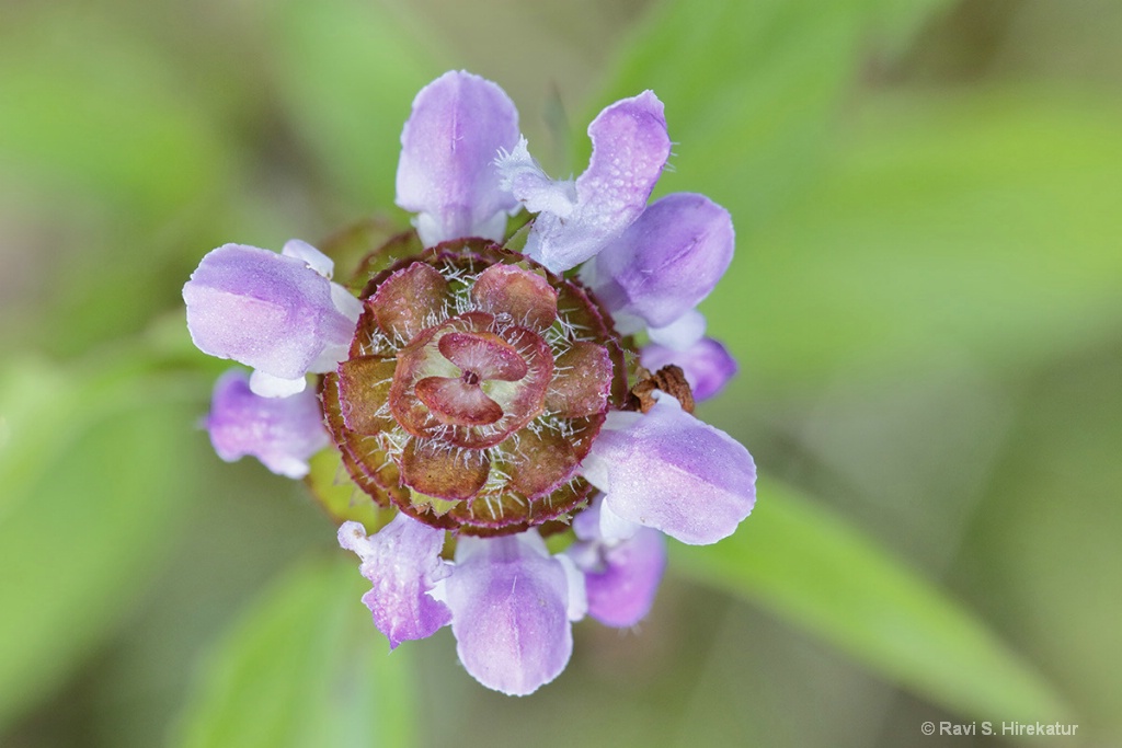 Heal All Flower