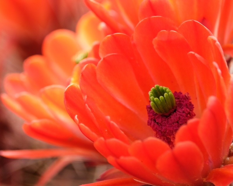 Cactus flower aglow