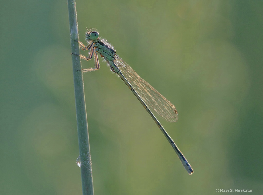 Damselfly