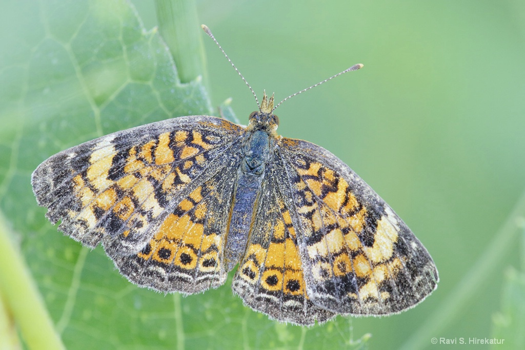 Pearl Crescent Butterfly