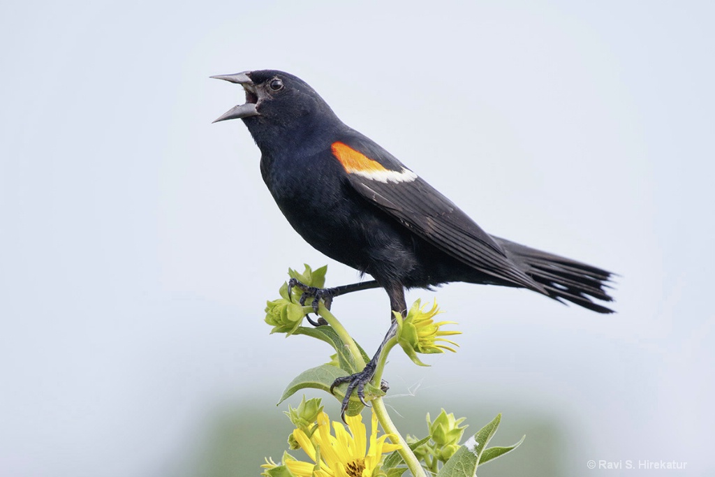 Red Winged Blackbird