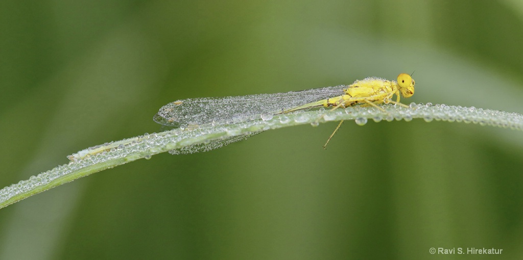 Yellow Damselfly