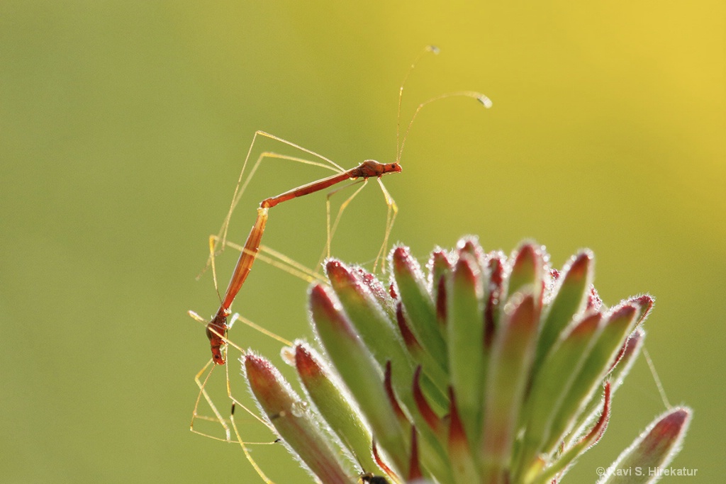 Stiltbugs Mating on Honeysuckle buds